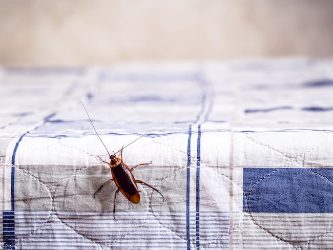 cockroach climbing on a clean bed, bug problems at home, copy space