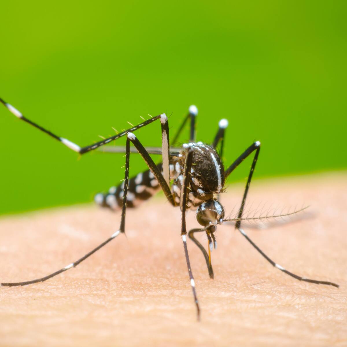 Colombia inició la vacunación escalonada contra el dengue: se han aplicado 700 mil dosis