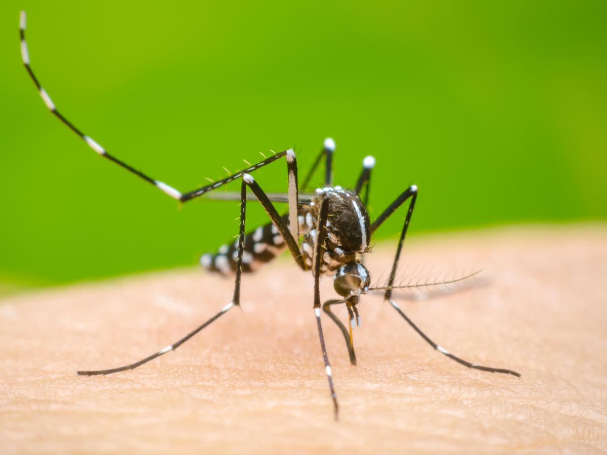 Alerta en el Quindío por 52 casos de dengue que se han registrado durante este año