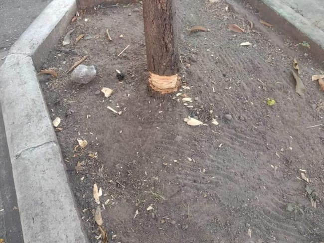 Tala ilegal de arboles en Neiva.