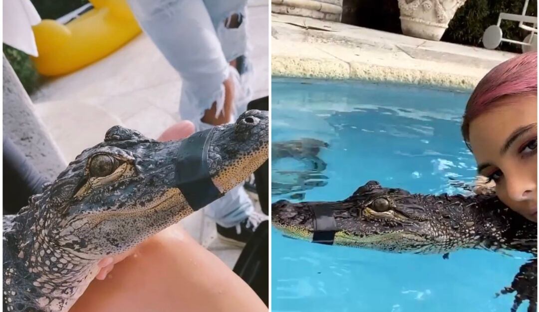 Maltrato animal Lele Pons 