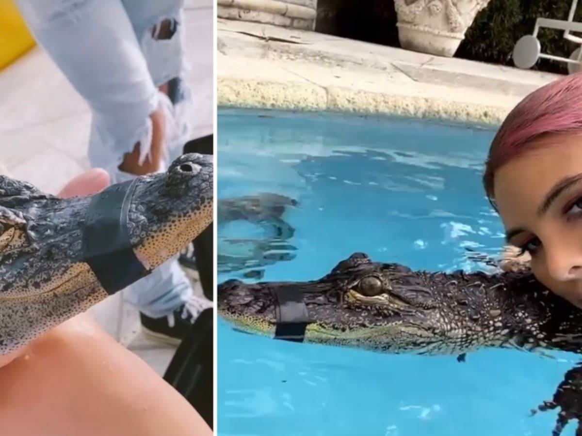 Critican a novia de Guaynaa por maltato animal, nadó con cocodrilos atados