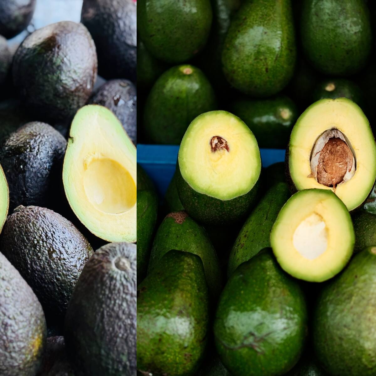 Qué diferencias tienen aguacate Hass y aguacate papelillo y por qué se llaman así: Características