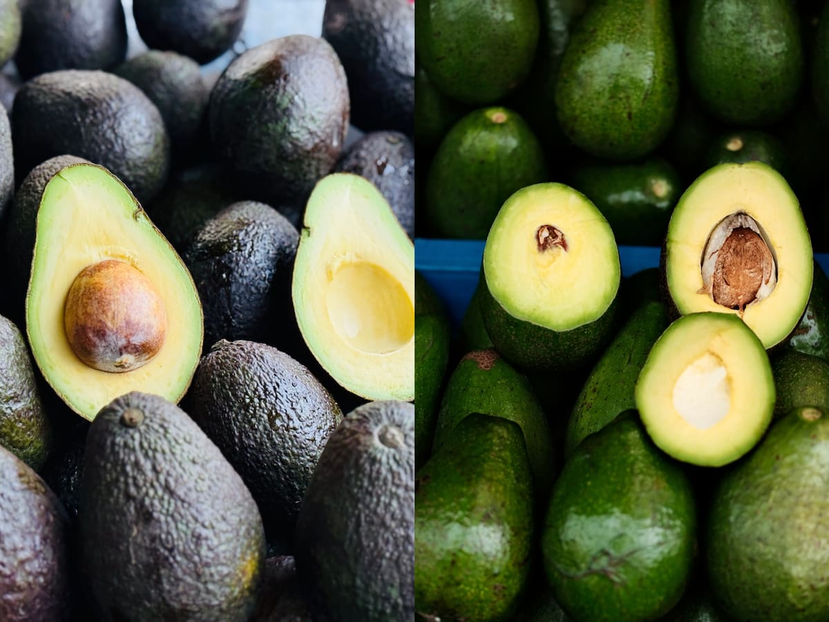Qué diferencias tienen aguacate Hass y aguacate papelillo y por qué se llaman así: Características