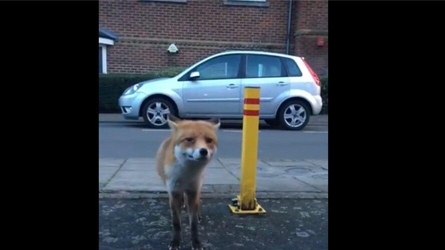 Zorro que roba billetera. Foto: Captura de Youtube