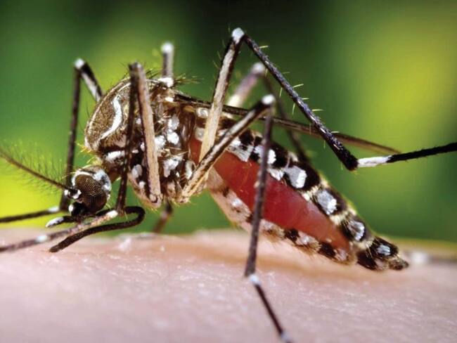 Sucre: más de 1.000 casos de dengue en medio de emergencia por coronavirus