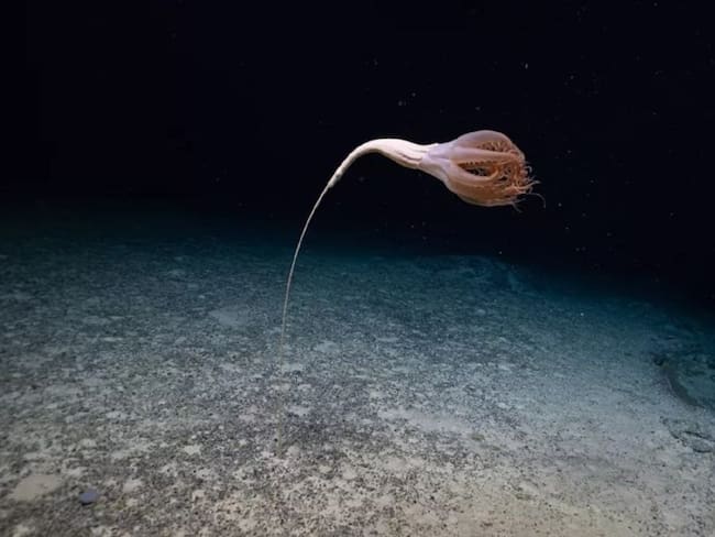 Encuentran extraña criatura con forma de flor en el fondo del mar