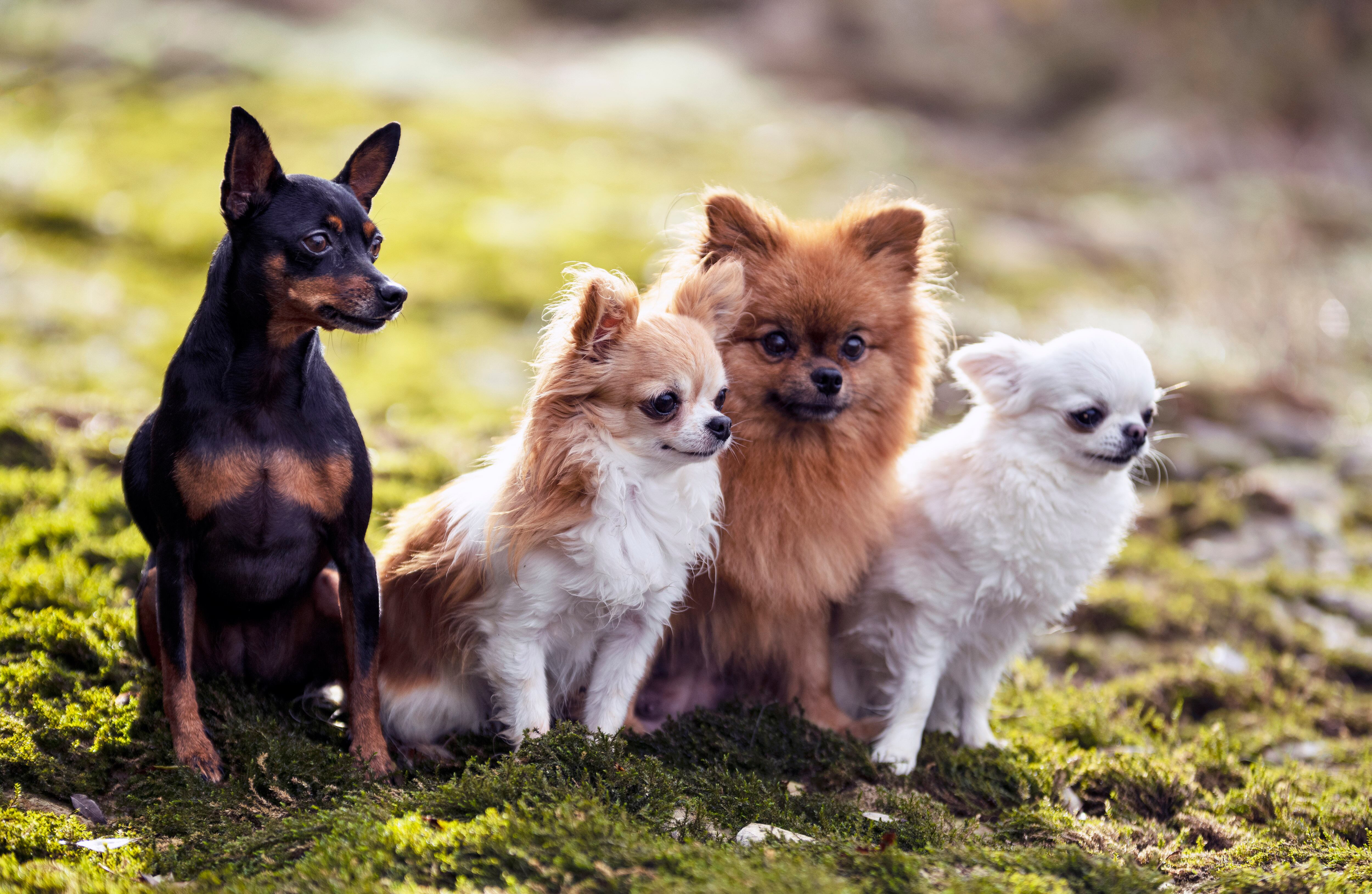 Perros de diferentes razas juntos en la naturaleza (Foto vía Getty Images)