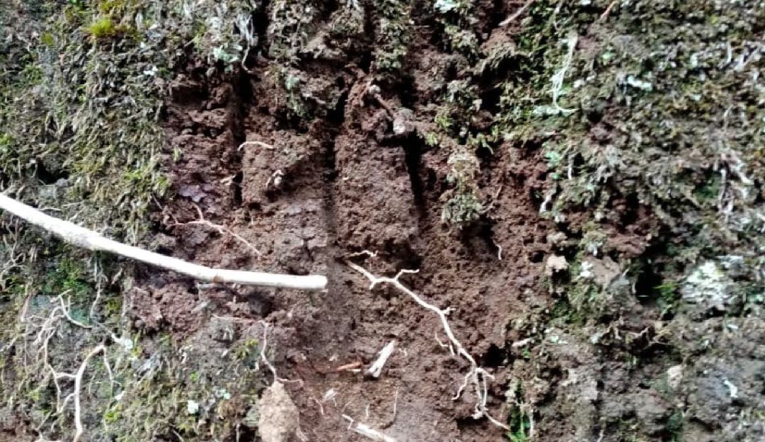 Huellas de oso andino en el Tolima