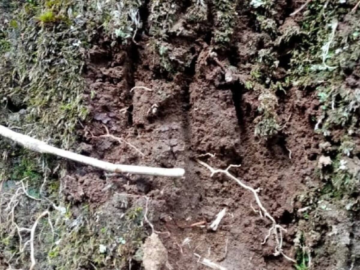Detectan huellas de oso andino en el Tolima