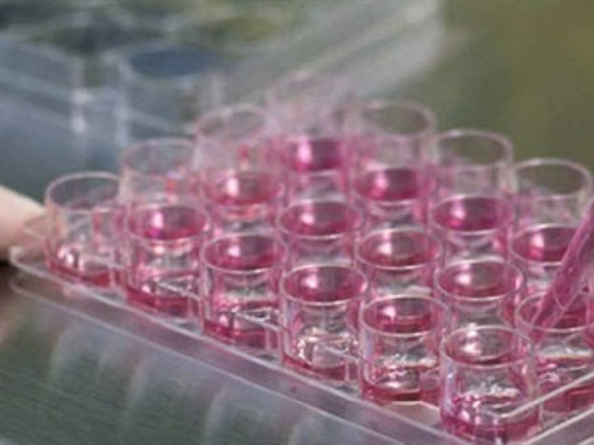 Células madre de la placenta pueden regenerar el hígado