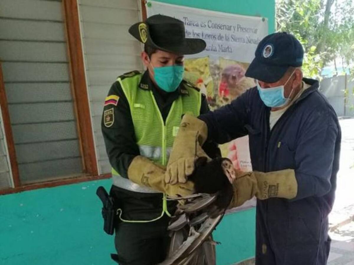 32 animales silvestres ha recibido Corpamag durante la cuarentena