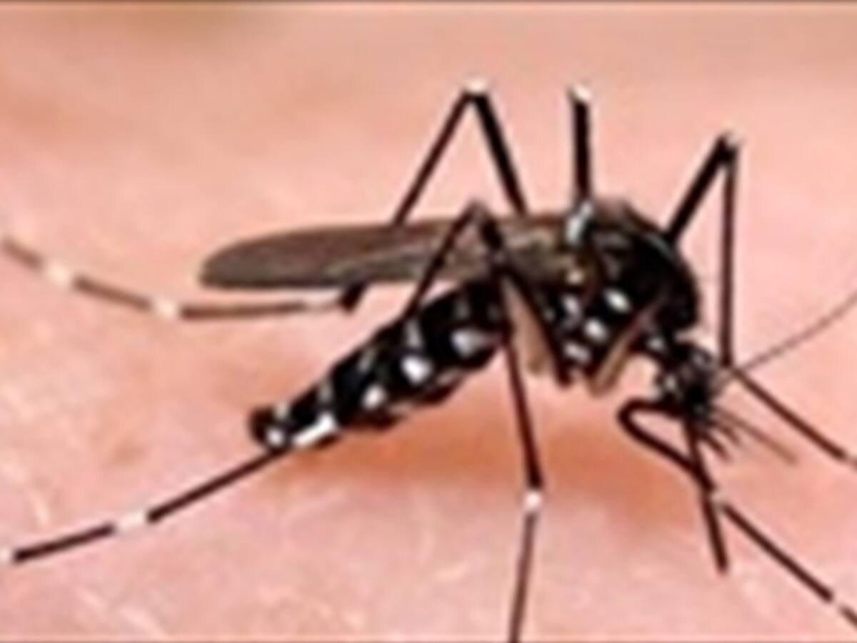 Sigue extendiéndose el chikungunya en el Huila
