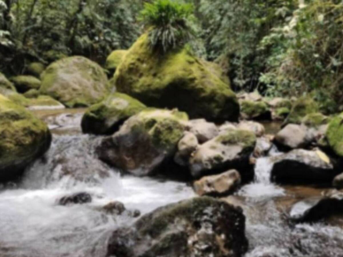 Con compra de predios avanza la preservación del agua en Caldas