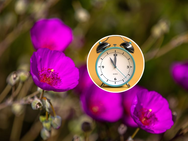 Flor que se abre durante las mañanas / Reloj que marca las 11:00 (Getty Images)