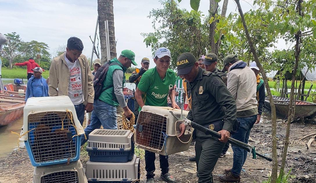 Rescatan 17 monos aulladores afectados por inundaciones en La Mojana, Sucreña
