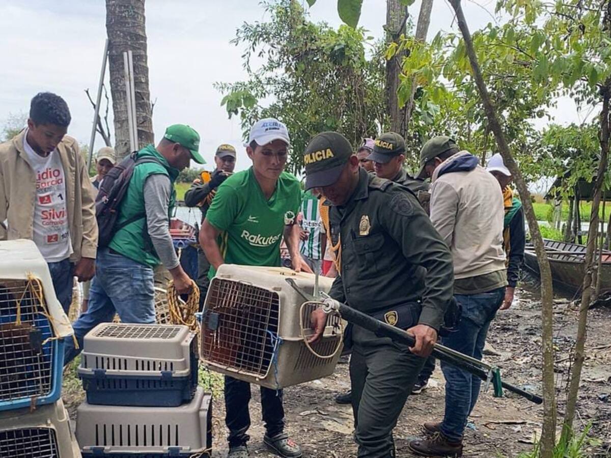 Rescatan 17 monos aulladores afectados por inundaciones en La Mojana, Sucreña