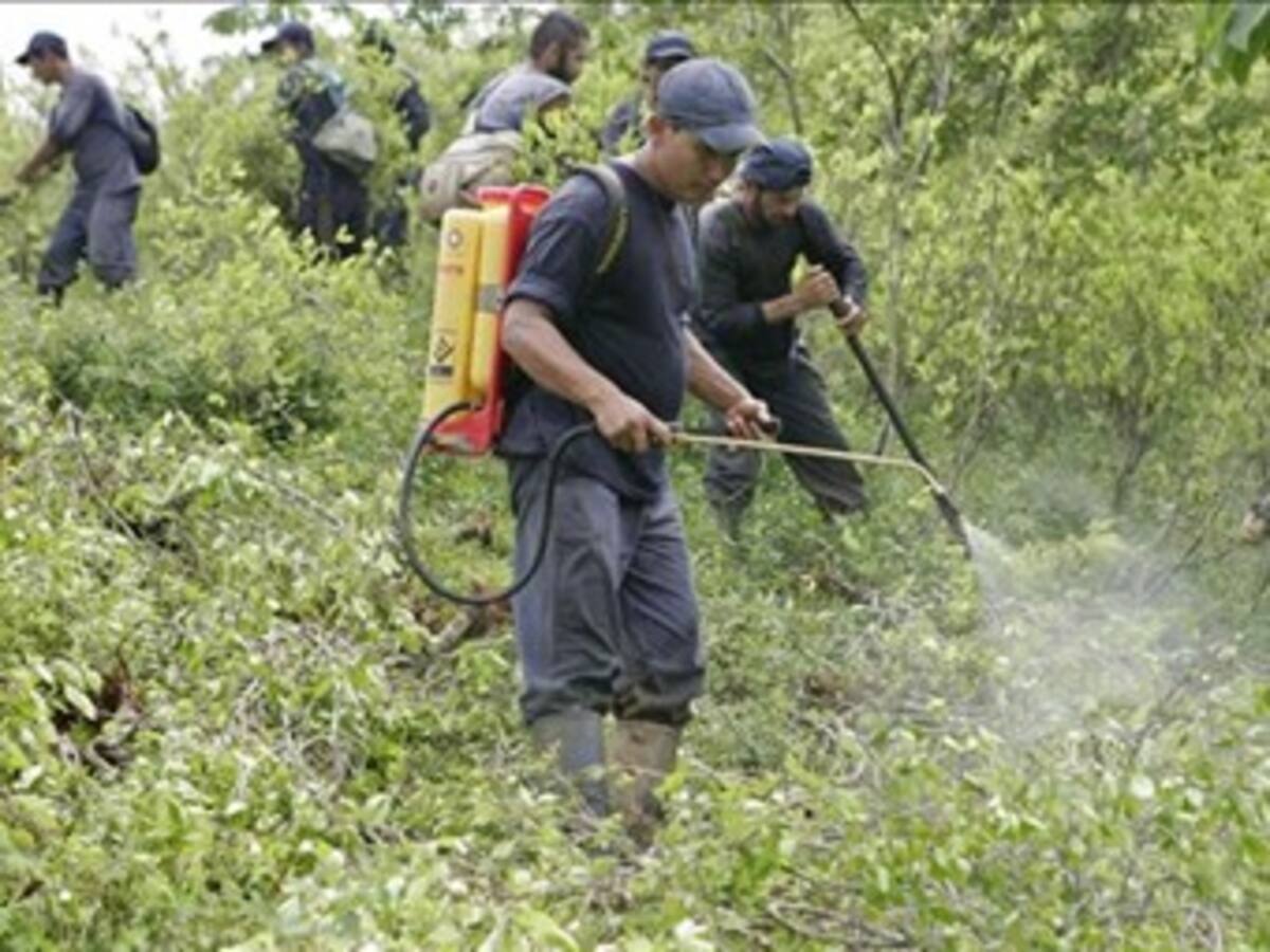 Gobierno anuncia que la próxima meta es reducir los cultivos ilícitos a 30 mil hectáreas