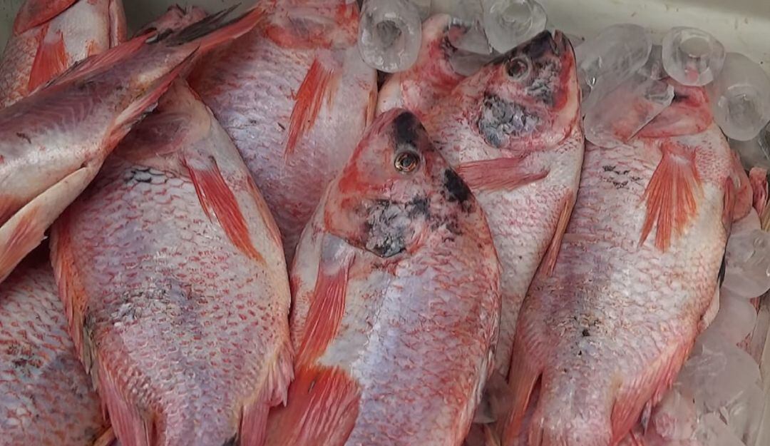 Los precios de pescado en Neiva, oscilan entre $10.000 y $15.000 por libra, en especies apetecidas como el bocachico y el capaz.