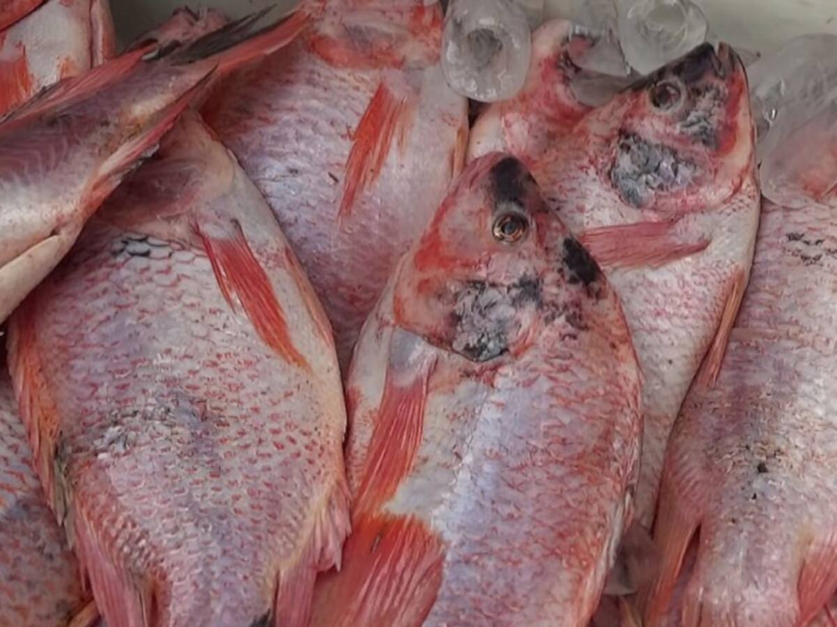 Buena oferta de pescado para Semana Santa en el Huila