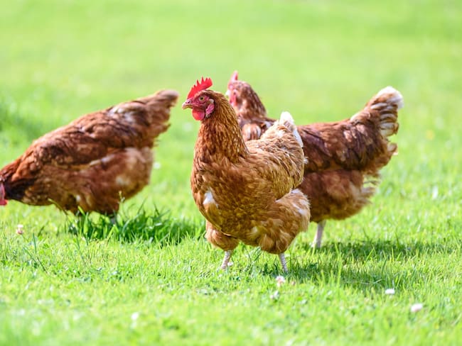Consumir huevos de gallinas libres, un propósito en el Park Way