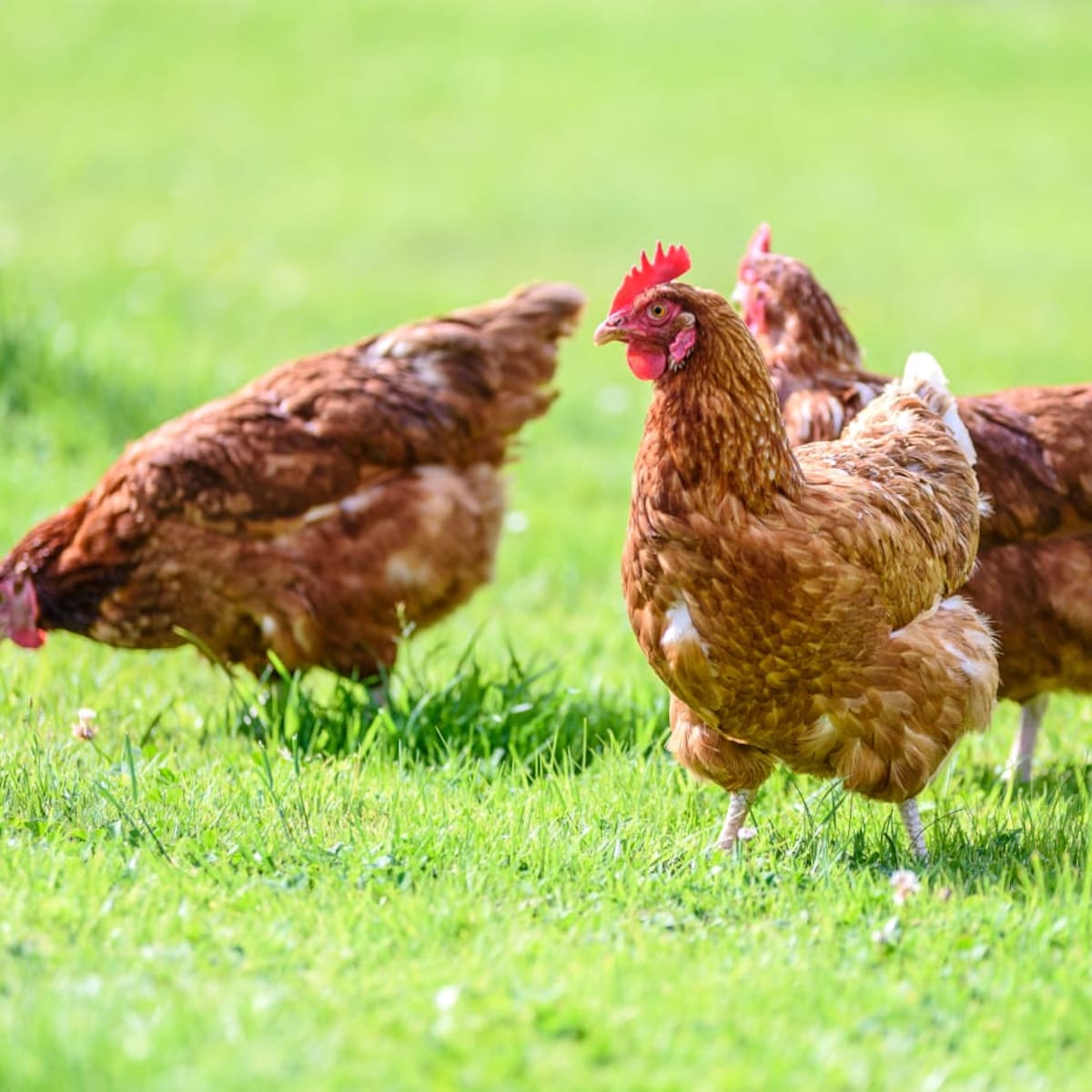 Huevos criollos contienen más ácidos grasos y omega 3