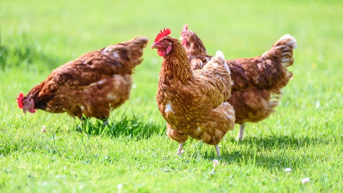 Consumir huevos de gallinas libres, un propósito en el Park Way