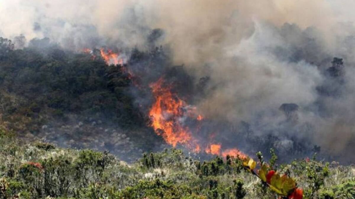 Incendios forestales ascienden a 152 en la Región Caribe