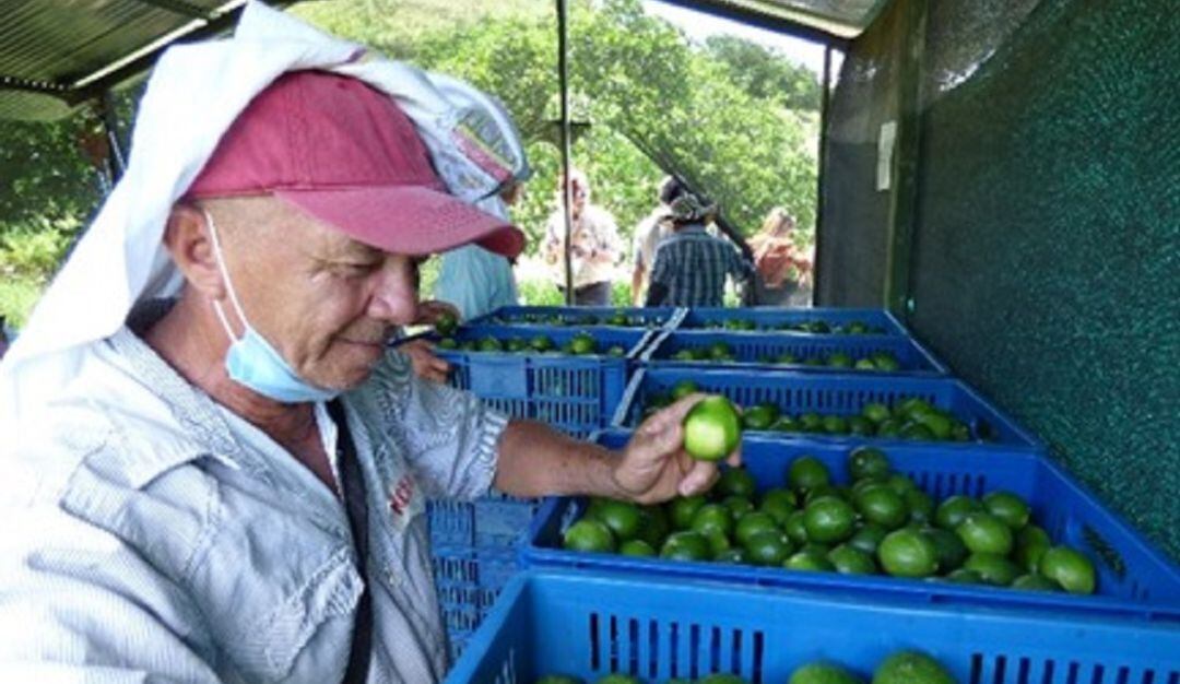 Participarán 17 organizaciones de productores 