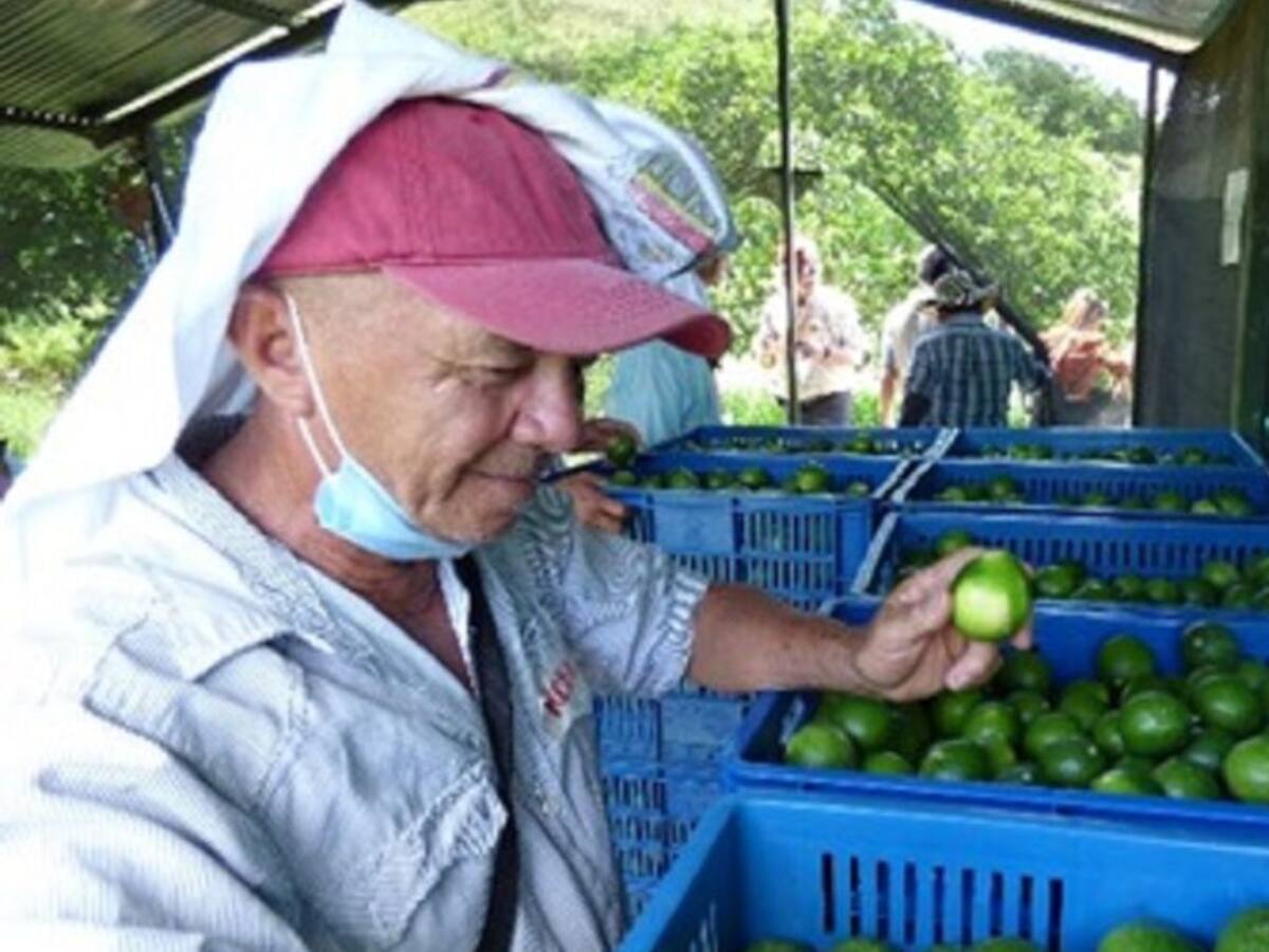 Todo listo para la feria del limón Tahití