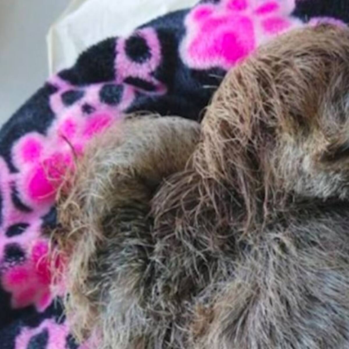 Capturan presunta responsable de causarle la muerte a un oso perezoso