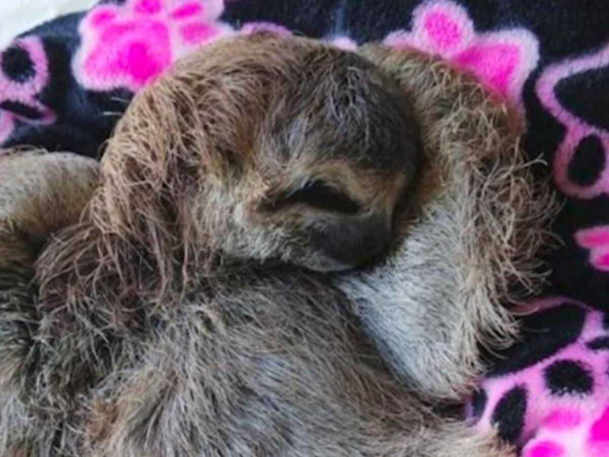 Capturan presunta responsable de causarle la muerte a un oso perezoso