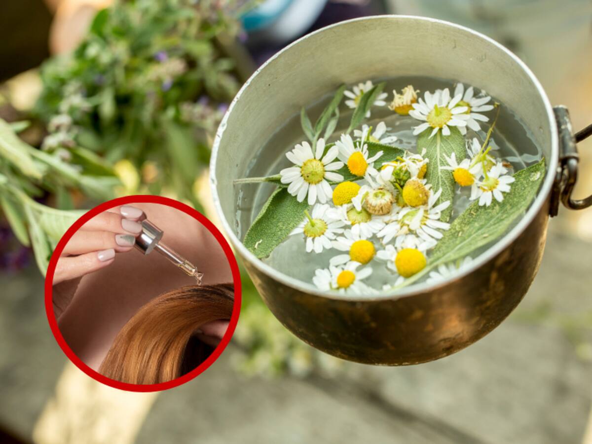 ¿La manzanilla aclara el cabello? Conozca 6 beneficios de esta hierba