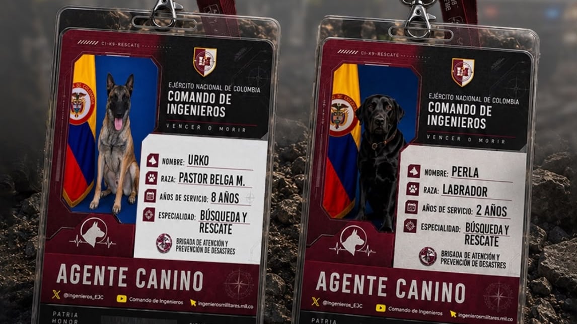 Pastores belga y labradores: los perros que buscan víctimas entre los escombros del terremoto en Colombia. Foto: suministrada.
