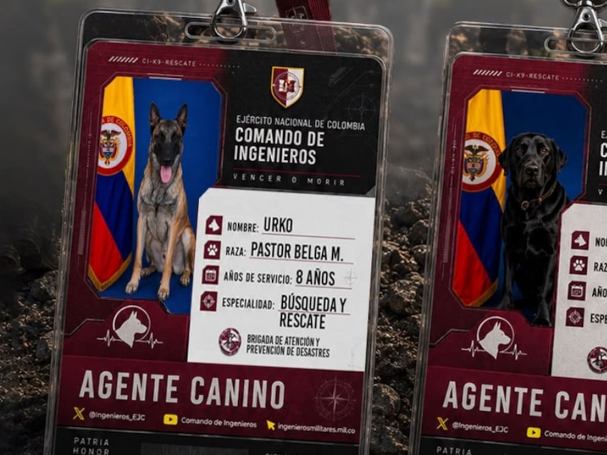 Pastores belgas y labradores: los perros que buscan víctimas entre los escombros
