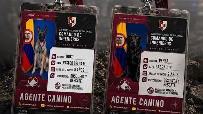 Pastores belga y labradores: los perros que buscan víctimas entre los escombros del terremoto en Colombia. Foto: suministrada.