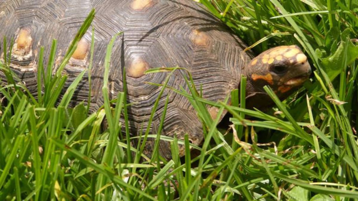 Tortugas Morrocoy maltratadas y usadas como mascotas, fueron rescatadas en el oriente de Boyacá