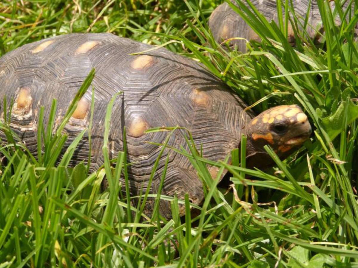 Tortugas Morrocoy maltratadas y usadas como mascotas, fueron rescatadas en el oriente de Boyacá