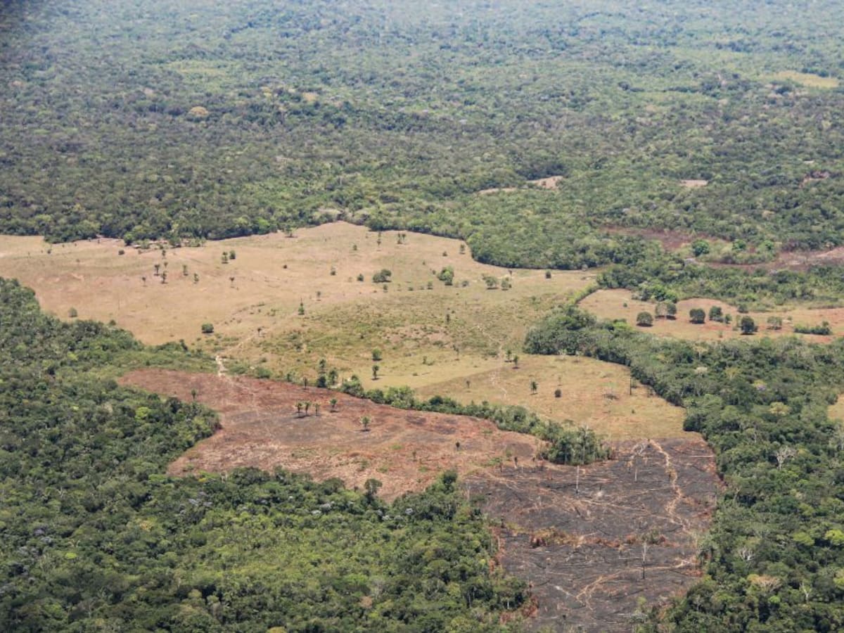¿Qué está pasando con nuestros bosques?