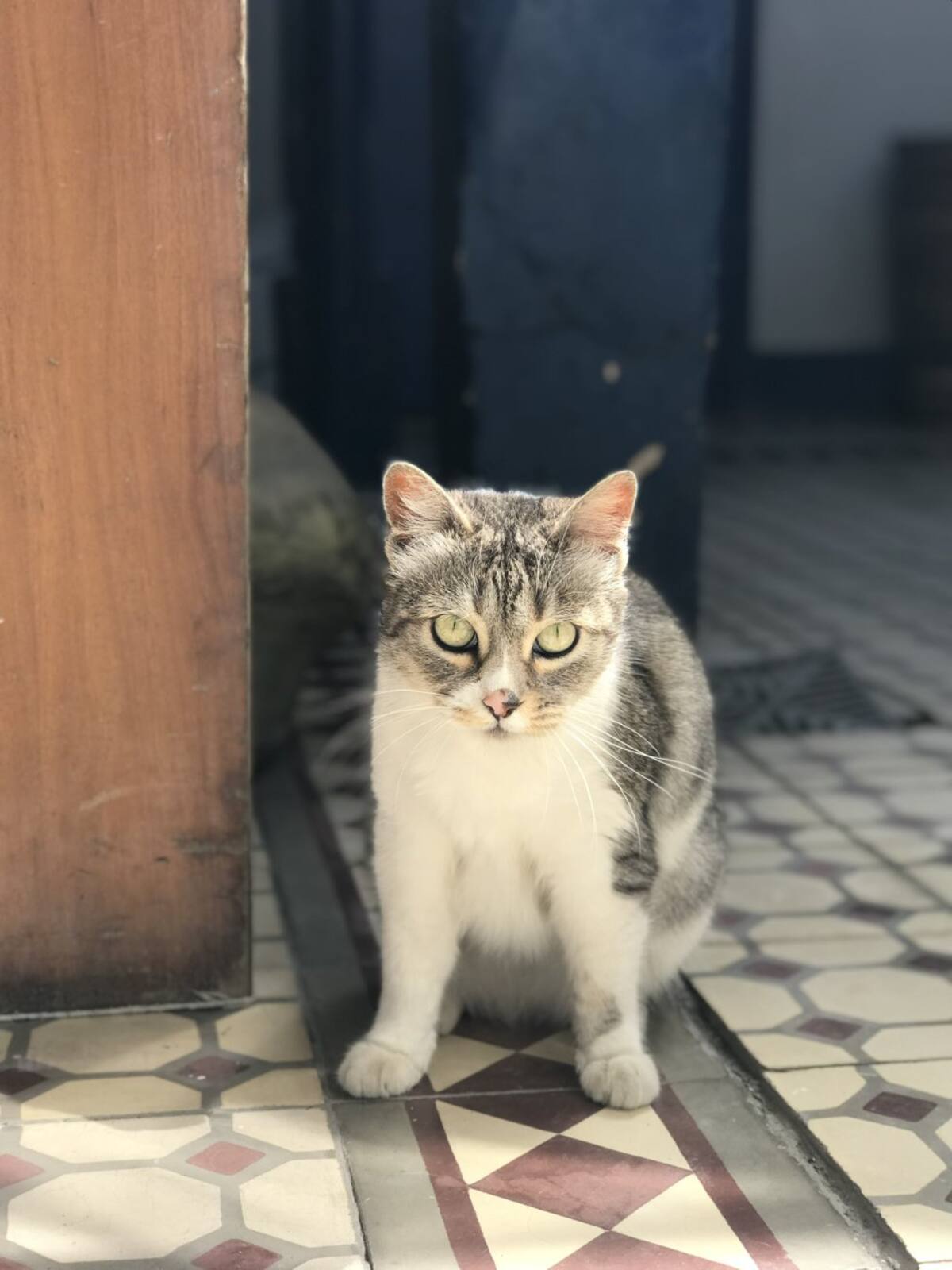 Valentina Suarez nos envió la foto de sus dos mascotas Teodora y Cobby quienes según ella “tienen las miradas más tiernas del mundo entero