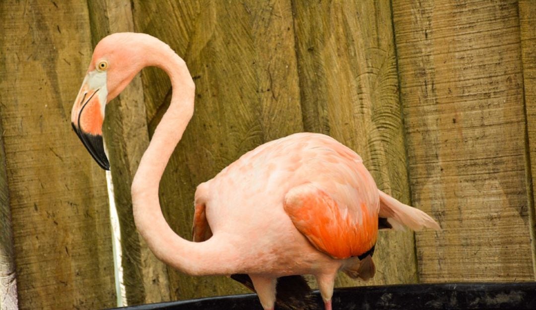 Flamencos encontrados en fincas de Ibagué