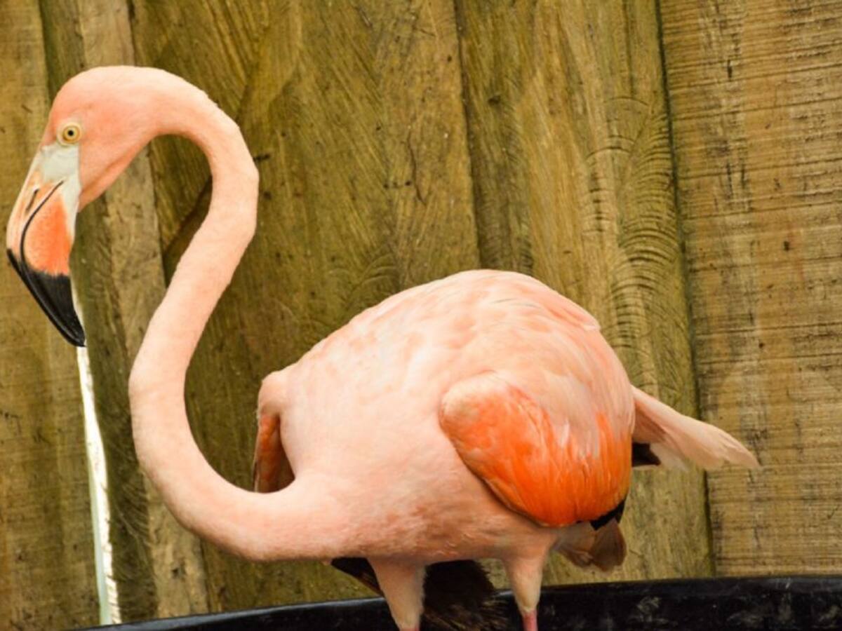 Cortolima encontró flamencos en cautiverio en fincas de Ibagué