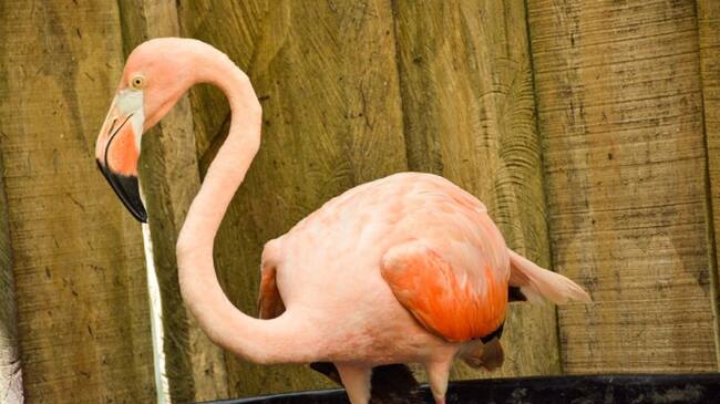 Flamencos encontrados en fincas de Ibagué