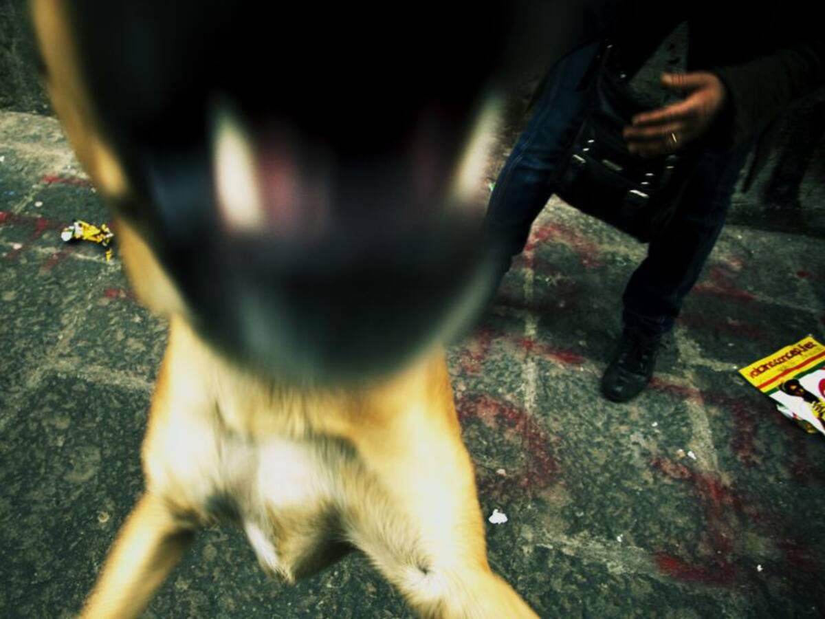 Una bebé y su mamá fueron atacadas por perros de “raza peligrosa”