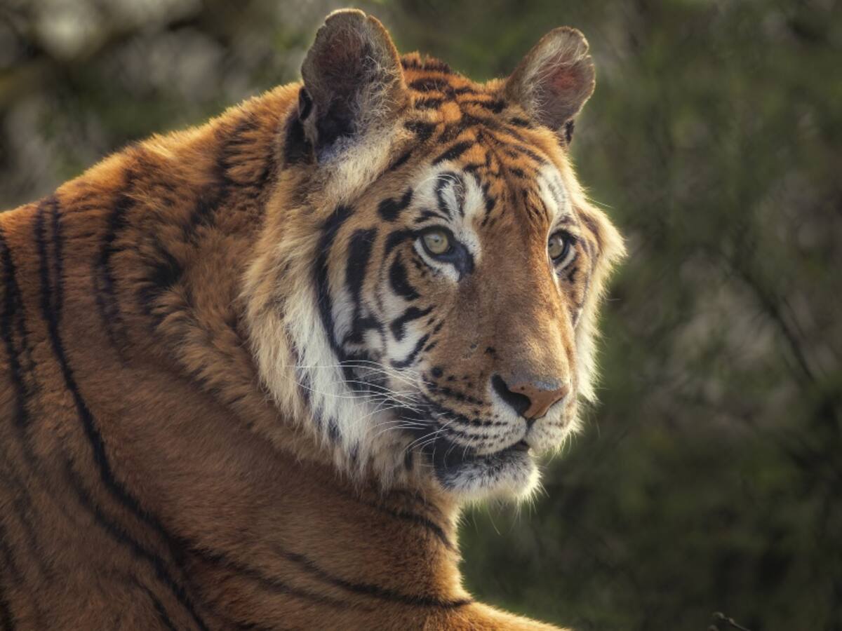 Zoológico de Guatika en Boyacá requiere alimentos para más de 1000 animales