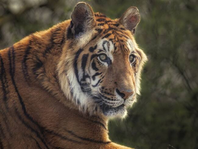 Zoológico de Guatika en Boyacá requiere alimentos para más de 1000 animales