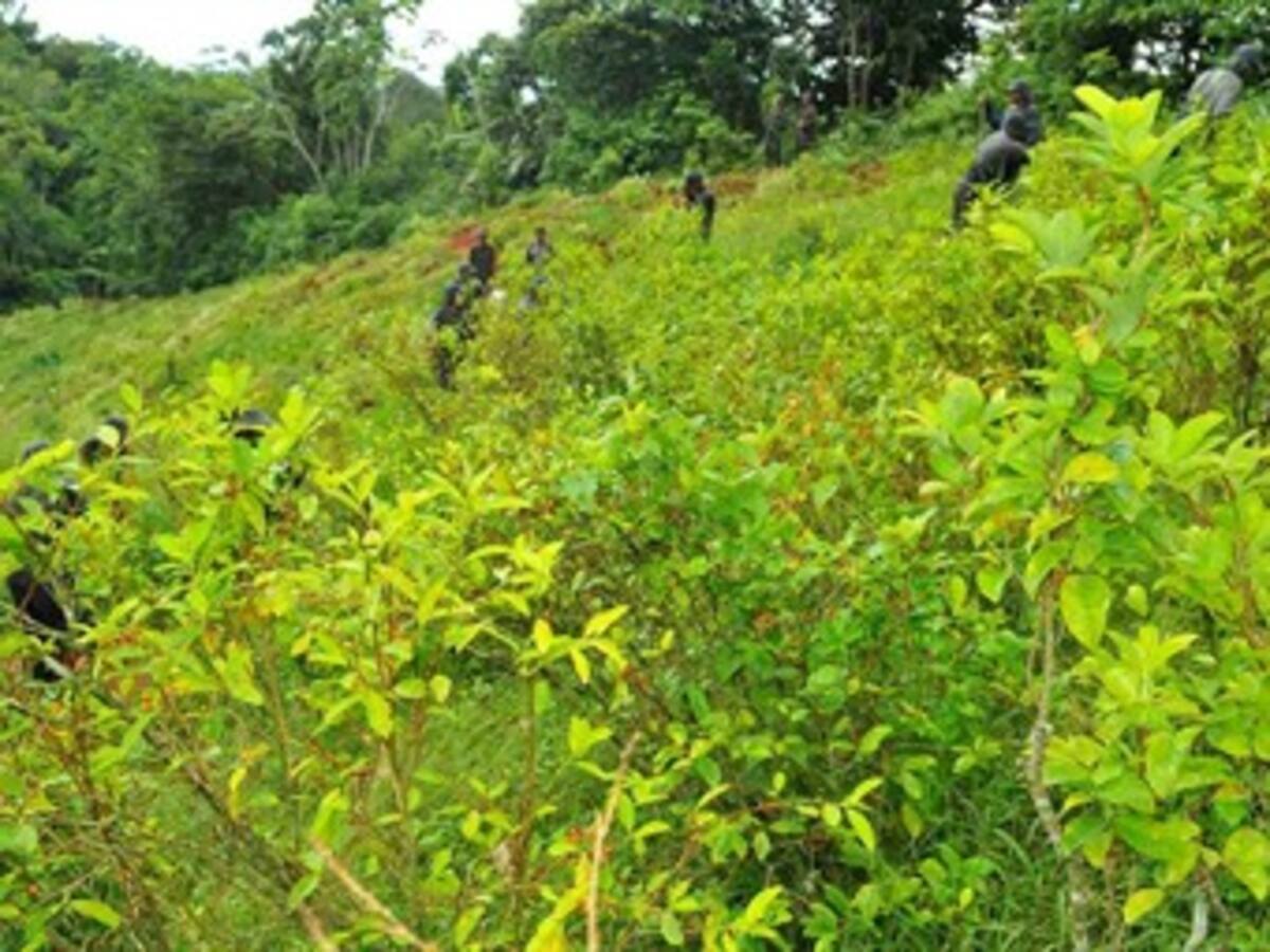 Farc proponen legalizar cultivos de coca, amapola y marihuana