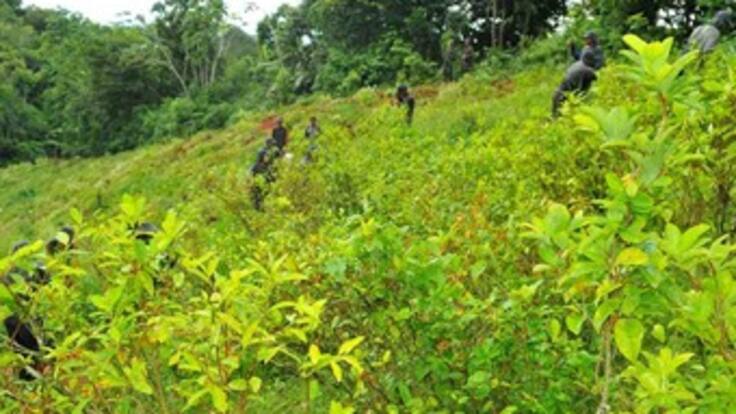 Farc proponen legalizar cultivos de coca, amapola y marihuana