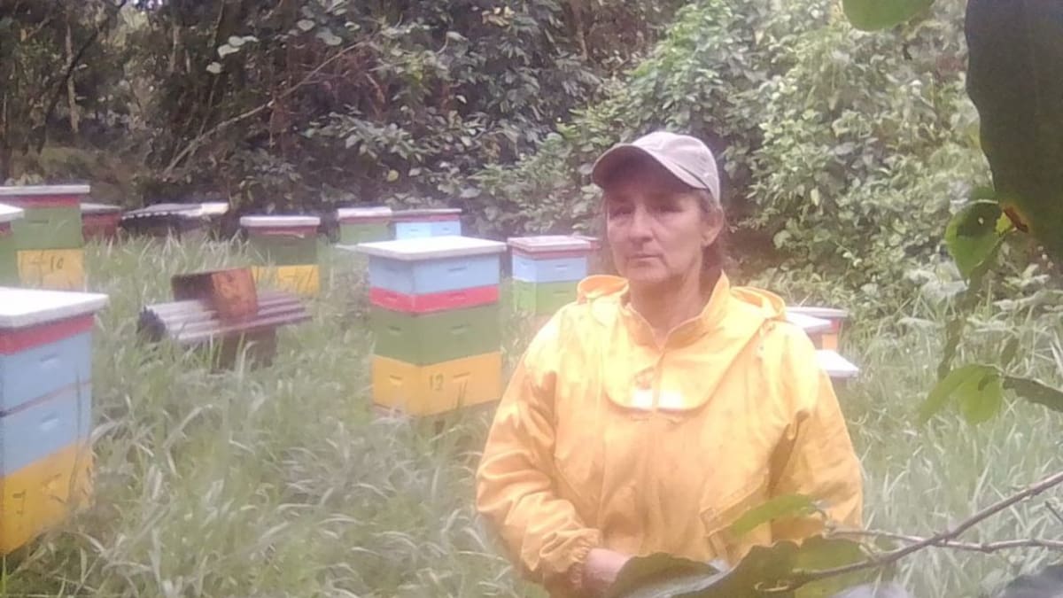 Abejas para la paz, dulce miel desde El Socorro