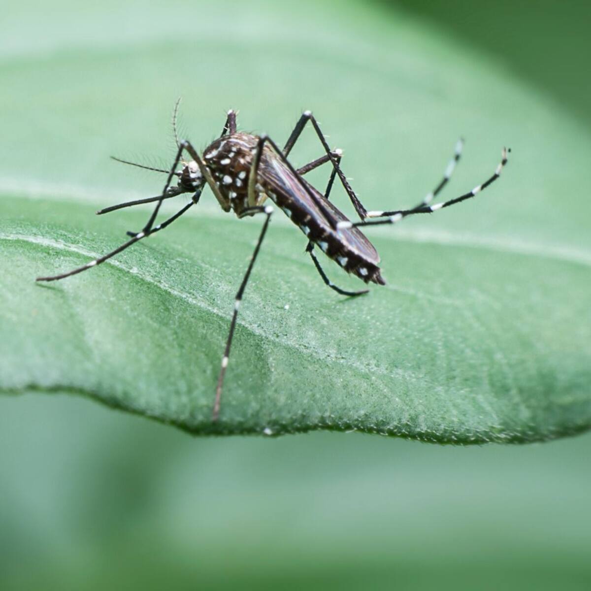Dengue en Santander: 38 contagios diarios y cinco muertes confirmadas en 2025